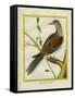 Canadian Turtle Dove-Georges-Louis Buffon-Framed Stretched Canvas