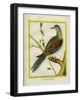 Canadian Turtle Dove-Georges-Louis Buffon-Framed Giclee Print