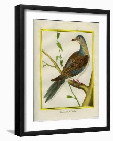 Canadian Turtle Dove-Georges-Louis Buffon-Framed Giclee Print