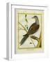 Canadian Turtle Dove-Georges-Louis Buffon-Framed Giclee Print