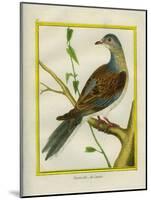 Canadian Turtle Dove-Georges-Louis Buffon-Mounted Giclee Print