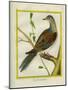 Canadian Turtle Dove-Georges-Louis Buffon-Mounted Giclee Print