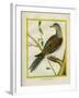 Canadian Turtle Dove-Georges-Louis Buffon-Framed Giclee Print