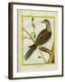 Canadian Turtle Dove-Georges-Louis Buffon-Framed Giclee Print