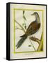 Canadian Turtle Dove-Georges-Louis Buffon-Framed Stretched Canvas