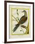 Canadian Turtle Dove-Georges-Louis Buffon-Framed Giclee Print