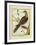 Canadian Turtle Dove-Georges-Louis Buffon-Framed Giclee Print