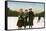 Canadian Winter Sports: a Jolly Trio, Grenadier Pond, Toronto, Canada, 20th Century-null-Framed Stretched Canvas