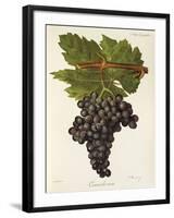 Canaiolo Nero Grape-J. Troncy-Framed Giclee Print