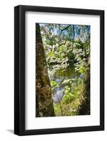 Canal Side Flowering Tree-George Oze-Framed Photographic Print