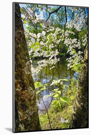Canal Side Flowering Tree-George Oze-Mounted Photographic Print