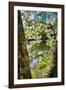 Canal Side Flowering Tree-George Oze-Framed Photographic Print