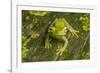 Canal Zone tree frog  (Hypsiboas rufitelus) La Selva, Costa Rica-Phil Savoie-Framed Photographic Print