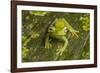 Canal Zone tree frog  (Hypsiboas rufitelus) La Selva, Costa Rica-Phil Savoie-Framed Photographic Print