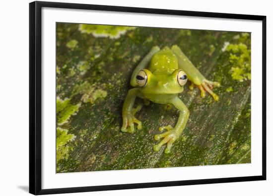 Canal Zone tree frog  (Hypsiboas rufitelus) La Selva, Costa Rica-Phil Savoie-Framed Photographic Print