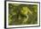 Canal Zone tree frog  (Hypsiboas rufitelus) La Selva, Costa Rica-Phil Savoie-Framed Photographic Print