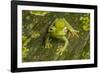 Canal Zone tree frog  (Hypsiboas rufitelus) La Selva, Costa Rica-Phil Savoie-Framed Photographic Print