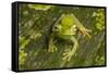 Canal Zone tree frog  (Hypsiboas rufitelus) La Selva, Costa Rica-Phil Savoie-Framed Stretched Canvas