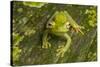 Canal Zone tree frog  (Hypsiboas rufitelus) La Selva, Costa Rica-Phil Savoie-Stretched Canvas