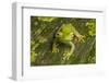 Canal Zone tree frog  (Hypsiboas rufitelus) La Selva, Costa Rica-Phil Savoie-Framed Photographic Print