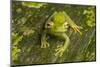 Canal Zone tree frog  (Hypsiboas rufitelus) La Selva, Costa Rica-Phil Savoie-Mounted Photographic Print
