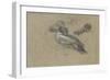 Canard et trois têtes de canard-Pieter Boel-Framed Giclee Print