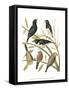 Canaries and Cage Birds I-Cassel-Framed Stretched Canvas