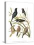 Canaries and Cage Birds I-Cassel-Stretched Canvas
