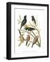 Canaries and Cage Birds I-Cassel-Framed Art Print