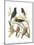 Canaries and Cage Birds I-Cassel-Mounted Art Print