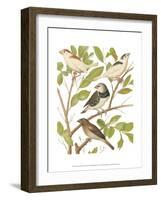 Canaries and Cage Birds II-Cassel-Framed Art Print