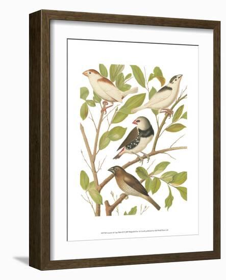 Canaries and Cage Birds II-Cassel-Framed Art Print