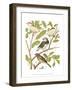 Canaries and Cage Birds II-Cassel-Framed Art Print