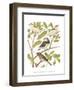 Canaries and Cage Birds II-Cassel-Framed Art Print