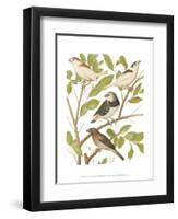 Canaries and Cage Birds II-Cassel-Framed Art Print