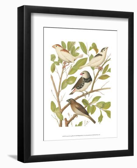 Canaries and Cage Birds II-Cassel-Framed Art Print