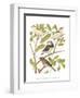 Canaries and Cage Birds II-Cassel-Framed Art Print