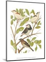 Canaries and Cage Birds II-Cassel-Mounted Art Print