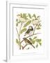 Canaries and Cage Birds II-Cassel-Framed Art Print