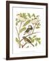 Canaries and Cage Birds II-Cassel-Framed Art Print