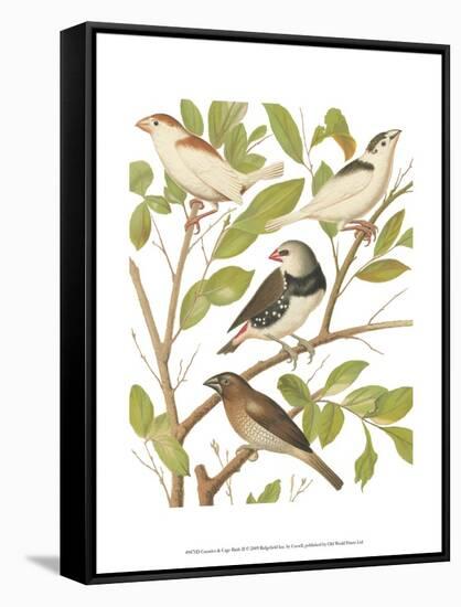 Canaries and Cage Birds II-Cassel-Framed Stretched Canvas