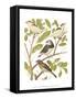 Canaries and Cage Birds II-Cassel-Framed Stretched Canvas