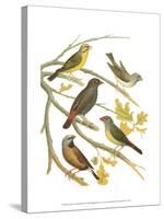 Canaries and Cage Birds III-Cassel-Stretched Canvas