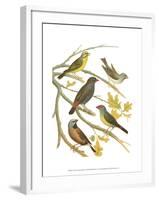 Canaries and Cage Birds III-Cassel-Framed Art Print