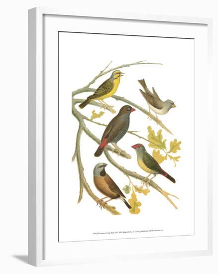 Canaries and Cage Birds III-Cassel-Framed Art Print