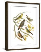 Canaries and Cage Birds III-Cassel-Framed Art Print