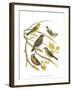 Canaries and Cage Birds III-Cassel-Framed Art Print