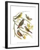 Canaries and Cage Birds III-Cassel-Framed Art Print