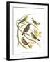 Canaries and Cage Birds III-Cassel-Framed Art Print