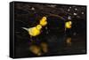 Canaries Standing by Water-W. Perry Conway-Framed Stretched Canvas